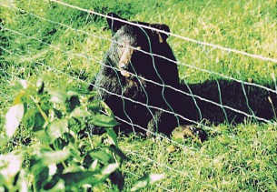 electric netting controlling wild bears