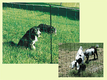 Countryside green electric nets for dog pens, and with miniature goats