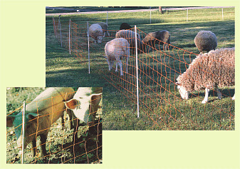 Standard orange electric netting for pigs and for sheep