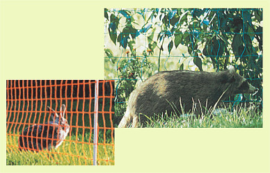 Electric net fence to control rabbits, raccoons, and other predators